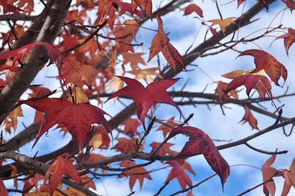 Rotes Ahornblatt Auf Baum Mit Wolken Und Himmelshintergrund — Stockfoto