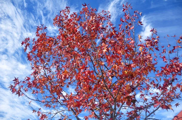 Folha Bordo Vermelho Árvore Com Nuvens Fundo Céu — Fotografia de Stock
