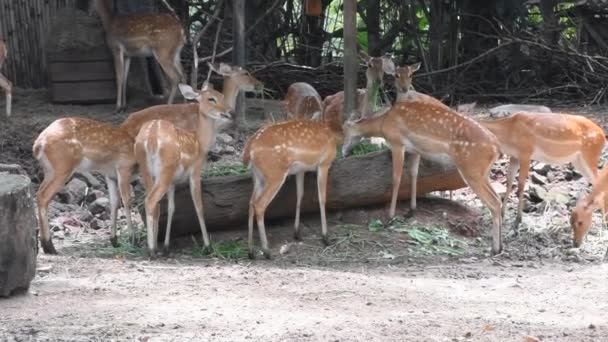 Ciervos Chital Manchados Zoológico Dusit Parque Khao Din Wana Bangkok — Vídeos de Stock