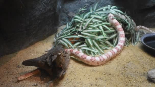 在都喜动物园或考 Din 纳公园在曼谷 泰国的泰国人和外国人游客步行游览和旅游寻找的蛇在笼子里 — 图库视频影像