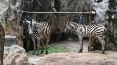 Zebralar at veya Equus quagga Bangkok, Tayland Dusit hayvanat bahçesi veya Khao DIN Wana Park'ta yürüyüş Tay insanlar ve yabancı yolcuları için ziyaret etmek ve seyir seyahat