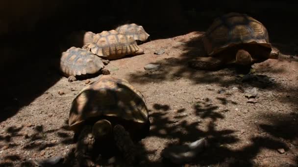 Aldabr 或塞舌尔巨型龟在都喜动物园或考 Din 纳公园在曼谷 泰国为泰国人和外国人游客步行游览和旅游寻找 — 图库视频影像