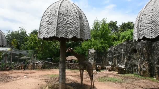 Giraffe Oder Giraffe Dusit Zoo Oder Khao Din Wana Park — Stockvideo