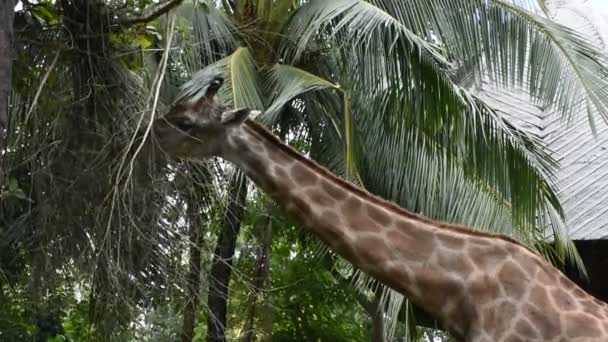 Żyrafa Lub Giraffa Dusit Zoo Lub Khao Din Wana Park — Wideo stockowe