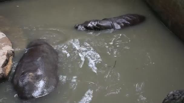Pygmy Hippopotamus Play Swimming Pool Dusit Zoo Khao Din Wana — Stock Video