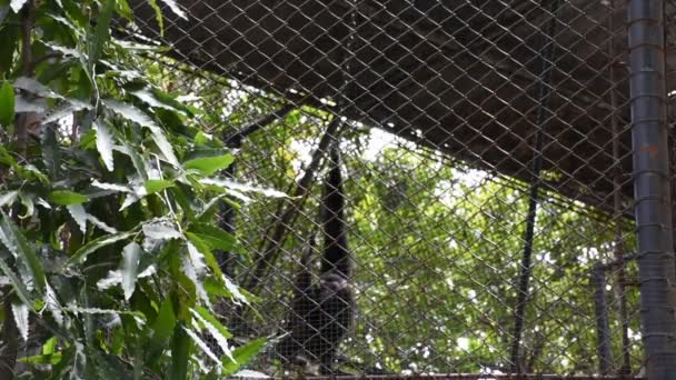 Gibbons Affen Oder Nomascus Leucogenys Käfig Dusit Zoo Oder Khao — Stockvideo