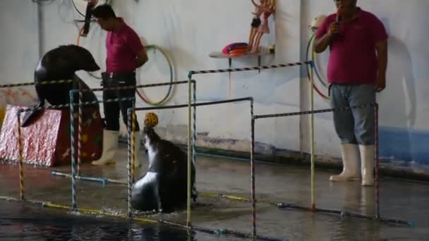 Thai People Foreign Travelers Walking Visit Travel Looking Harbor Seal — Video Stock