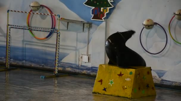 Тайцы Иностранцы Путешествующие Пешком Посещают Путешествуют Поисках Морских Котиков Зоопарке — стоковое видео