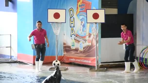 Thai People Foreign Travelers Walking Visit Travel Looking Harbor Seal — Video Stock