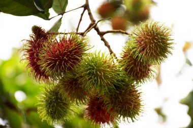 Rambutans meyve ağacı şubesine üzerinde açık bir meyve bahçesi Bahçe Rayong, Tayland