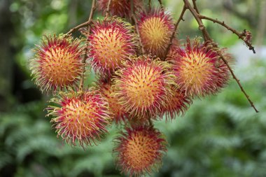 Rambutans meyve ağacı şubesine üzerinde açık bir meyve bahçesi Bahçe Rayong, Tayland
