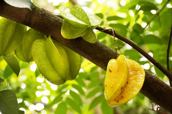 Averrhoa Carambola Fruits Fruits Étoilés Sur Branche Arbre Extérieur Jardin — Photo