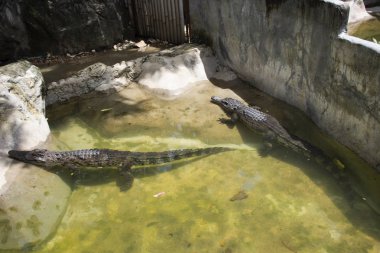 Uyku ve dinlenme ve su birikintisi ve kafes genel Park Bangkok, Tayland ziyaret ve seyahat seyir yürüme Tay insanlar ve yabancı gezginler için yüzme timsahlar