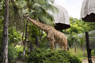 Zürafa veya zürafa ayakta ve Bangkok, Tayland için genel Park'ta kafeste ziyaret ve seyahat seyir yürüme Tay insanlar ve yabancı gezginler için yemek