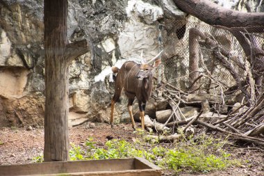 Ova nyala ya da yayılım gösterir: angasii Bangkok, Tayland, Thailand genel Park'ta yürüyüş ziyaret ve seyahat seyir Tay insanlar ve yabancı yolcuları için kafeste