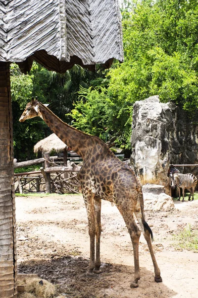 Giraffe Giraffa Standing Eating Cage Public Park Bangkok Thailand Thai — Stock Photo, Image