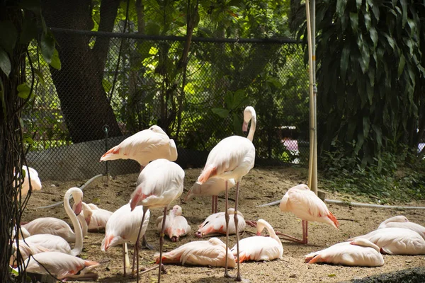 Flamingi Lub Flamingami Ptaków Klatce Przy Parku Publicznego Bangkok Tajlandia — Zdjęcie stockowe