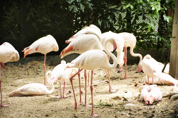 Flamingos Pássaros Flamingo Gaiola Parque Público Bangkok Tailândia Para Pessoas — Fotografia de Stock