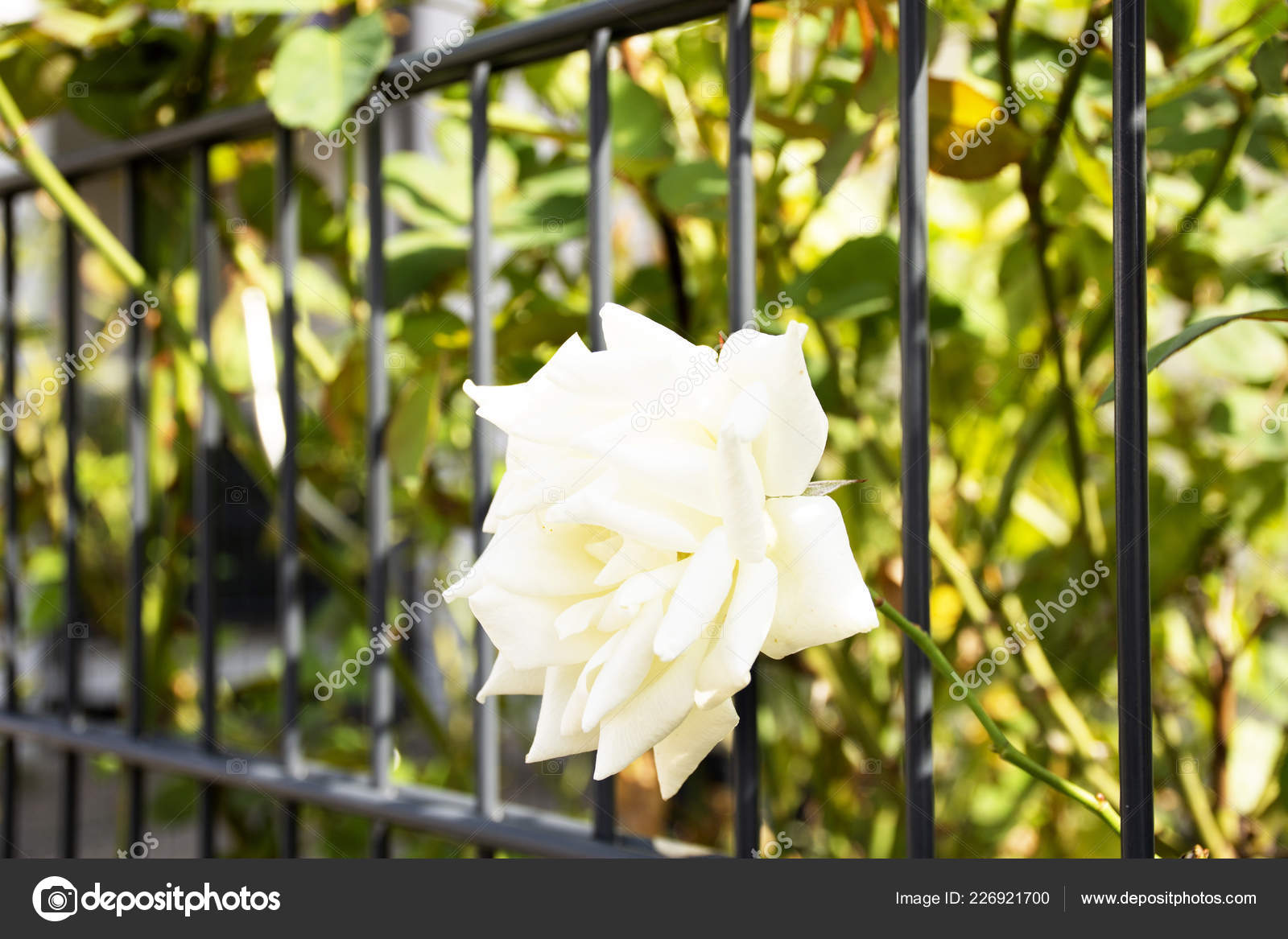 White Roses Flowers Garden House Sandhausen District Village