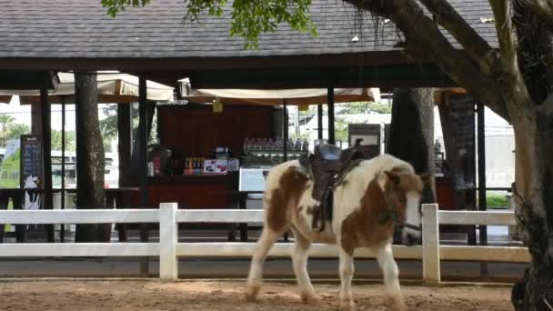 Dwerg Paard Staande Relaxen Stal Voor Thaise Mensen Buitenlander Reizigers — Stockvideo