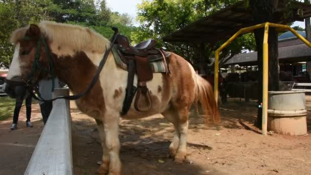 Dwerg Paard Staande Relaxen Stal Voor Thaise Mensen Buitenlander Reizigers — Stockvideo