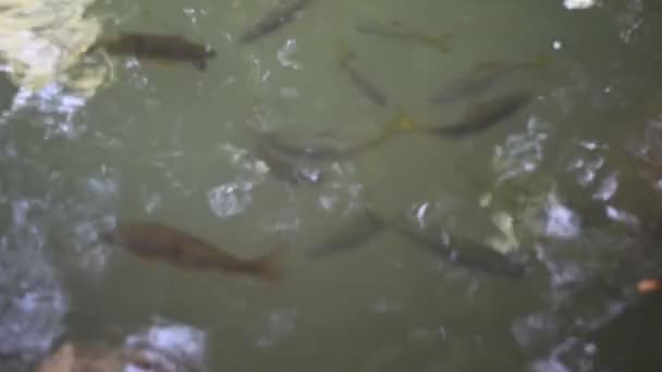 Peixes Nadando Água Chet Sao Noi Pequenas Cachoeiras Namtok Chet — Vídeo de Stock