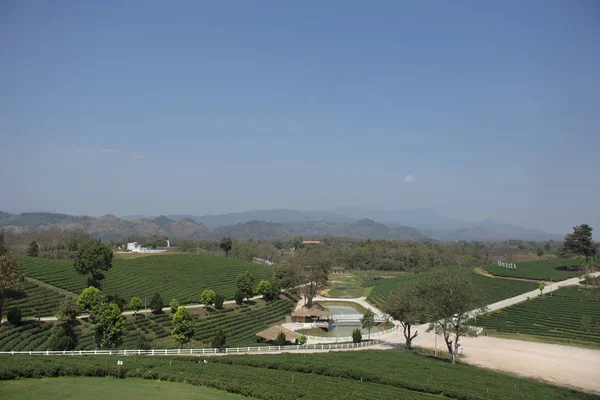 View Landscape Choui Fong Tea Plantations Area 000 Rais Doi — Stock Photo, Image