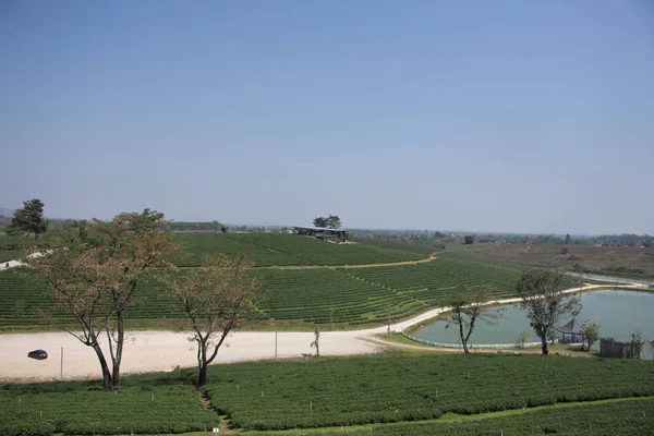 View Landscape Choui Fong Tea Plantations Area 000 Rais Doi — Stock Photo, Image