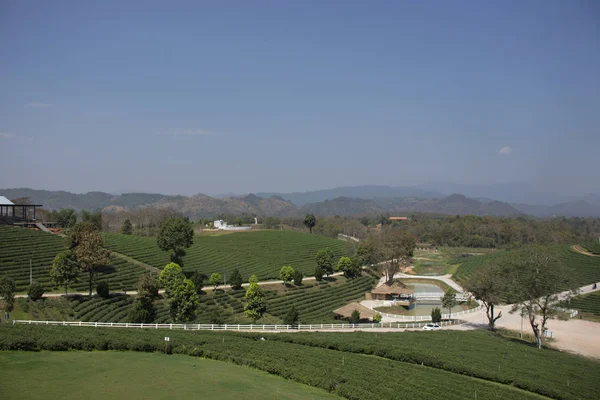 View Landscape Choui Fong Tea Plantations Area 000 Rais Doi — Stock Photo, Image