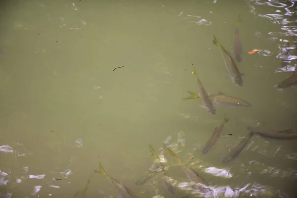 Ikan Berenang Air Air Terjun Kecil Chet Sao Noi Atau — Stok Foto