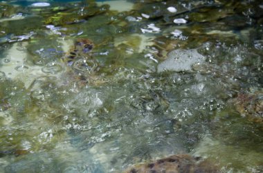 Tazelik çiçek yengeç veya mavi yengeç: Samut Sakhon, Thailand Samutsakhon şehirde, Mahachai deniz ürünleri pazarında Satılık su tankında