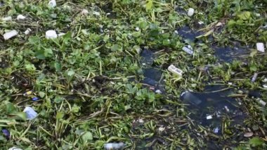 Eichhornia crassipes veya ortak su sümbül ve Bangkok, Tayland Choa praya Nehri'nin su yüzeyinde pek çok çöp