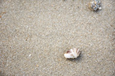 Pharella javanica veya istiridye kabuğu kalmasından ölüm Rayong, Tayland için Ban Phe sahilde