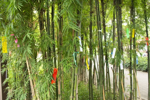 Seyahat Etmek Insanlar Birleştirmek Dilek Kağıda Yazı Dayan Bambu Ağacı — Stok fotoğraf