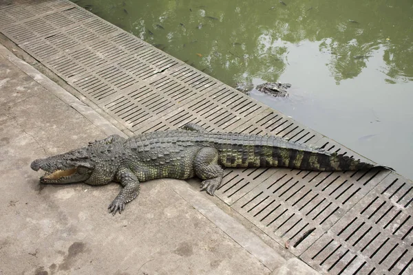 Crocodiles Sleeping Resting Swimming Pool Show Travelers People Visit Looking — Stock Photo, Image