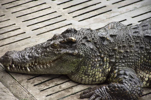 Crocodiles Sleeping Resting Swimming Pool Show Travelers People Visit Looking — Stock Photo, Image