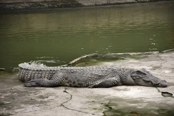 Крокодилы Спать Отдыхать Плавать Бассейне Шоу Путешественников Посетить Глядя Парк — стоковое фото