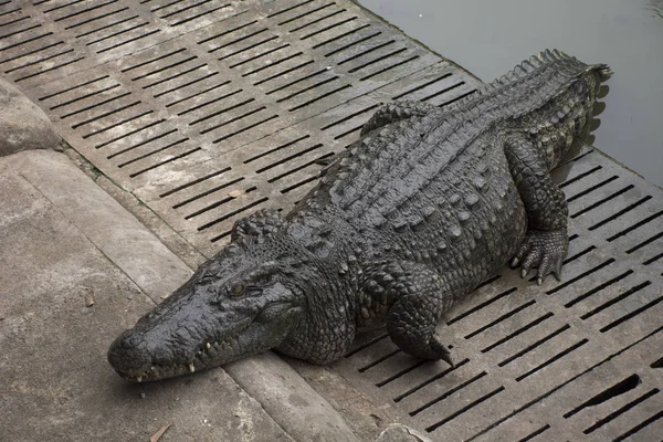 Crocodilos Dormindo Descansando Nadando Piscina Para Mostrar Aos Viajantes Pessoas — Fotografia de Stock