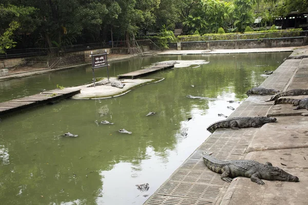 睡眠と休息のプールで泳いでワニ表示出張 2018 日ナコンラチャシマ Phatom タイでの公園を見て人々 を訪問 — ストック写真