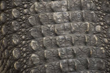 Uyku ve Nakhon Pathom, Thailand Park'ta dinlenme timsah derisi