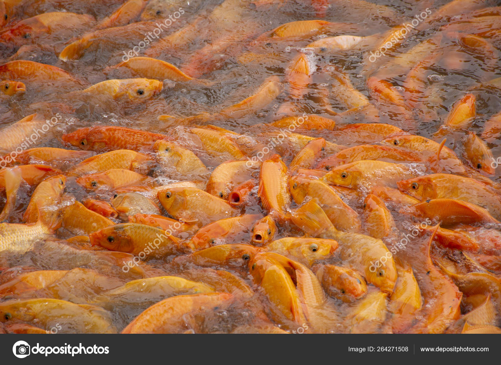 Fancy Carp Or Koi Fish Swimming At Water Pond In The Garden Of Z