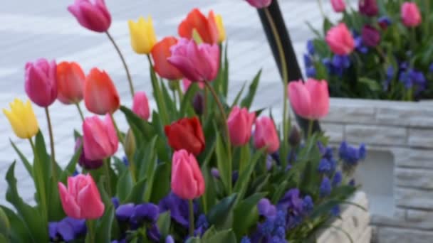 Movimiento Movimiento Flor Tulipán Jardín Frente Gran Vista Tokyo Ciudad — Vídeos de Stock