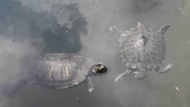 지바현 나리타 공영공원의 나리타 매화정원의 연못에 떠있는 거북이와 거북이 — 비디오