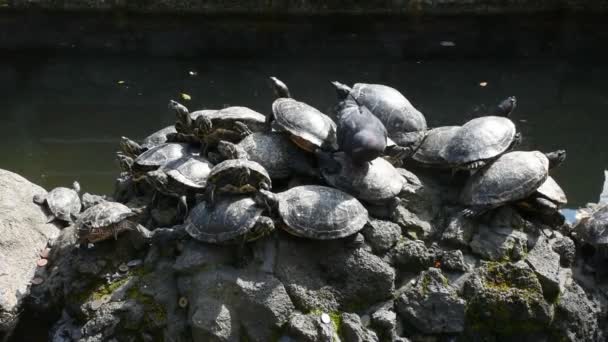 Tortuga Tortuga Diseño Decoración Piedra Estanque Jardín Estilo Japonés Jardín — Vídeo de stock