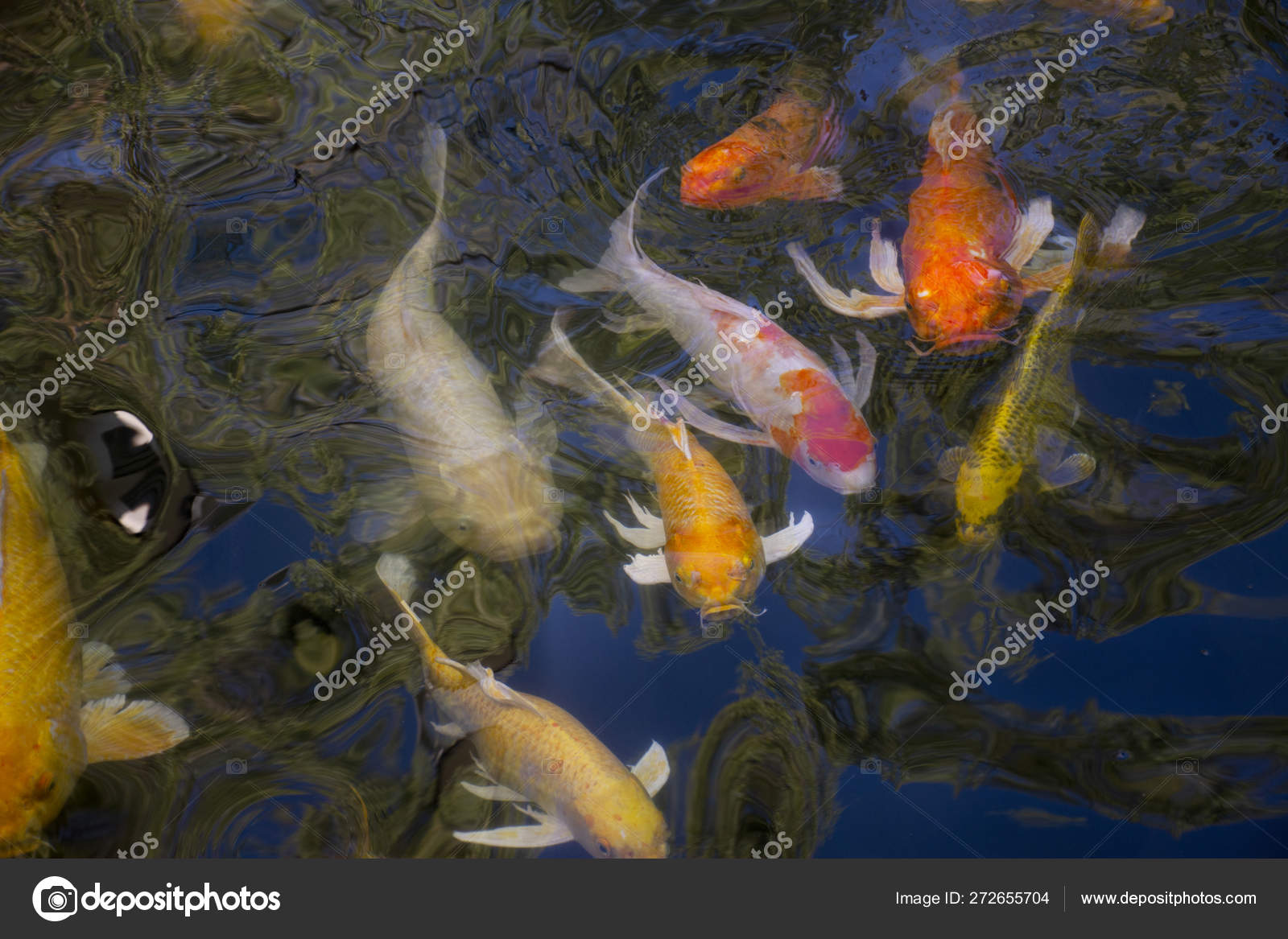 Fancy Carp Or Koi Fish Swimming At Water Pond In The Garden Of C