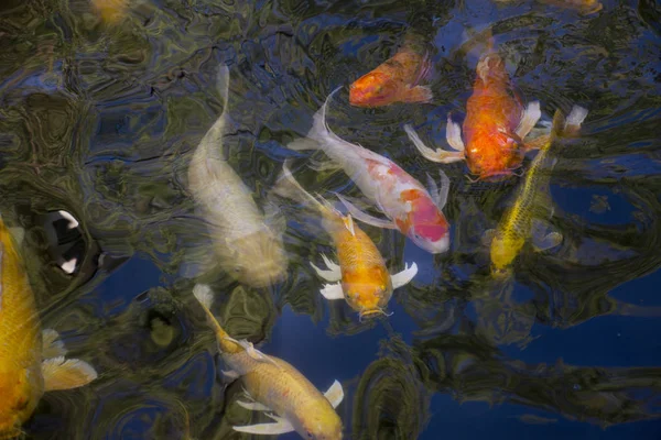 Carpe fantaisie ou poissons koï nageant à l'étang d'eau dans le jardin de c — Photo