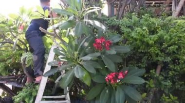 Tay erkekler bahçe ve Nonthaburi, Tayland kırsal ev önünde bahçede şube Plumeria ağacı kesme