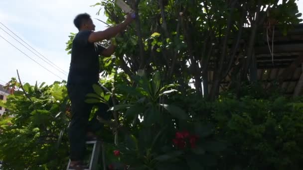 Orang Thailand Berkebun Dan Menebang Cabang Pohon Plumeria Taman Depan — Stok Video