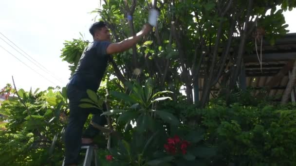 Hombres Tailandeses Jardinería Corte Rama Poda Plumeria Árbol Jardín Frente — Vídeos de Stock