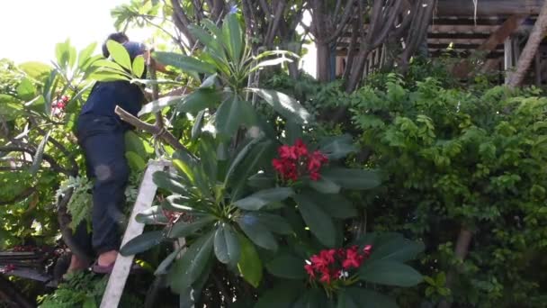 Tailandês Homens Pessoas Jardinagem Corte Poda Ramo Plumeria Árvore Jardim — Vídeo de Stock